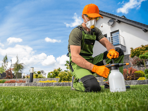Lawn treatment application by man of weed management spray