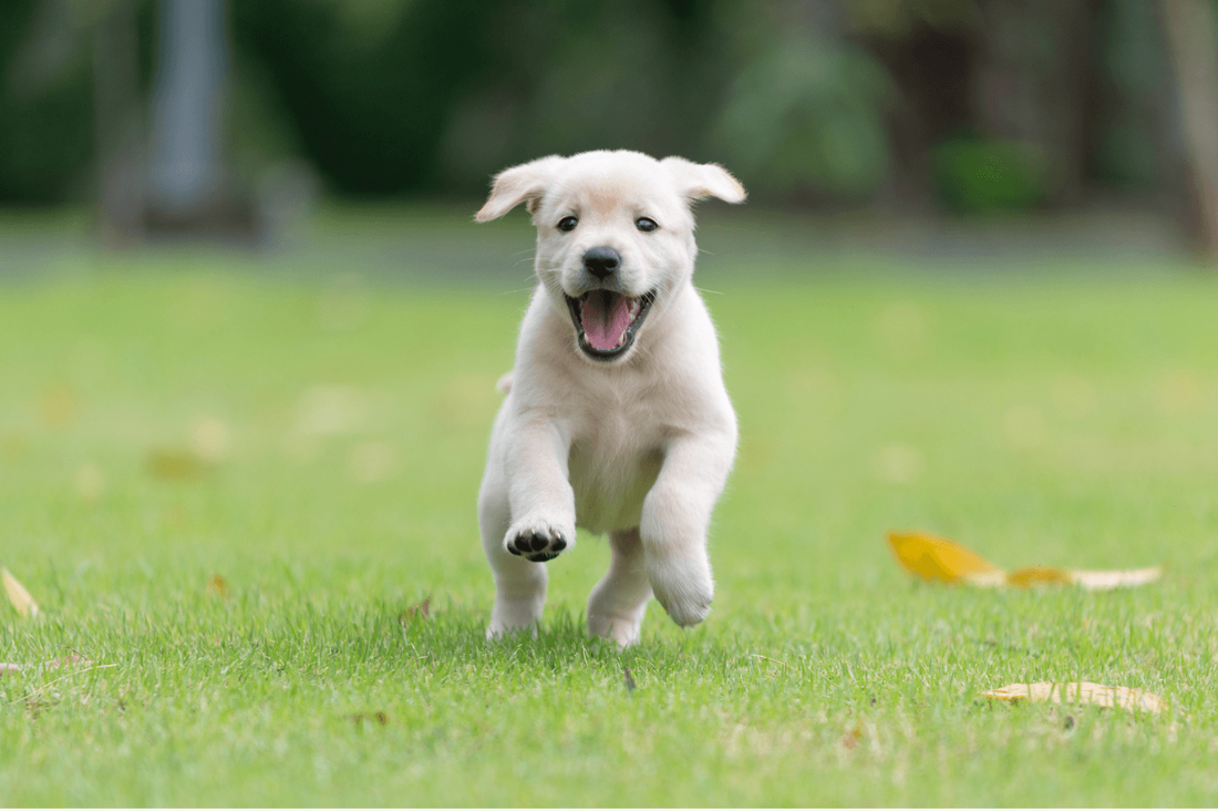 yard well maintained with happy puppy running toward camera